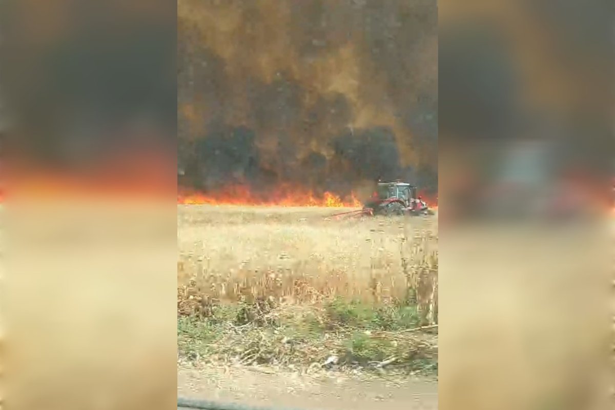Mardin’de yaklaşık bin dönüm ekili buğday yandı