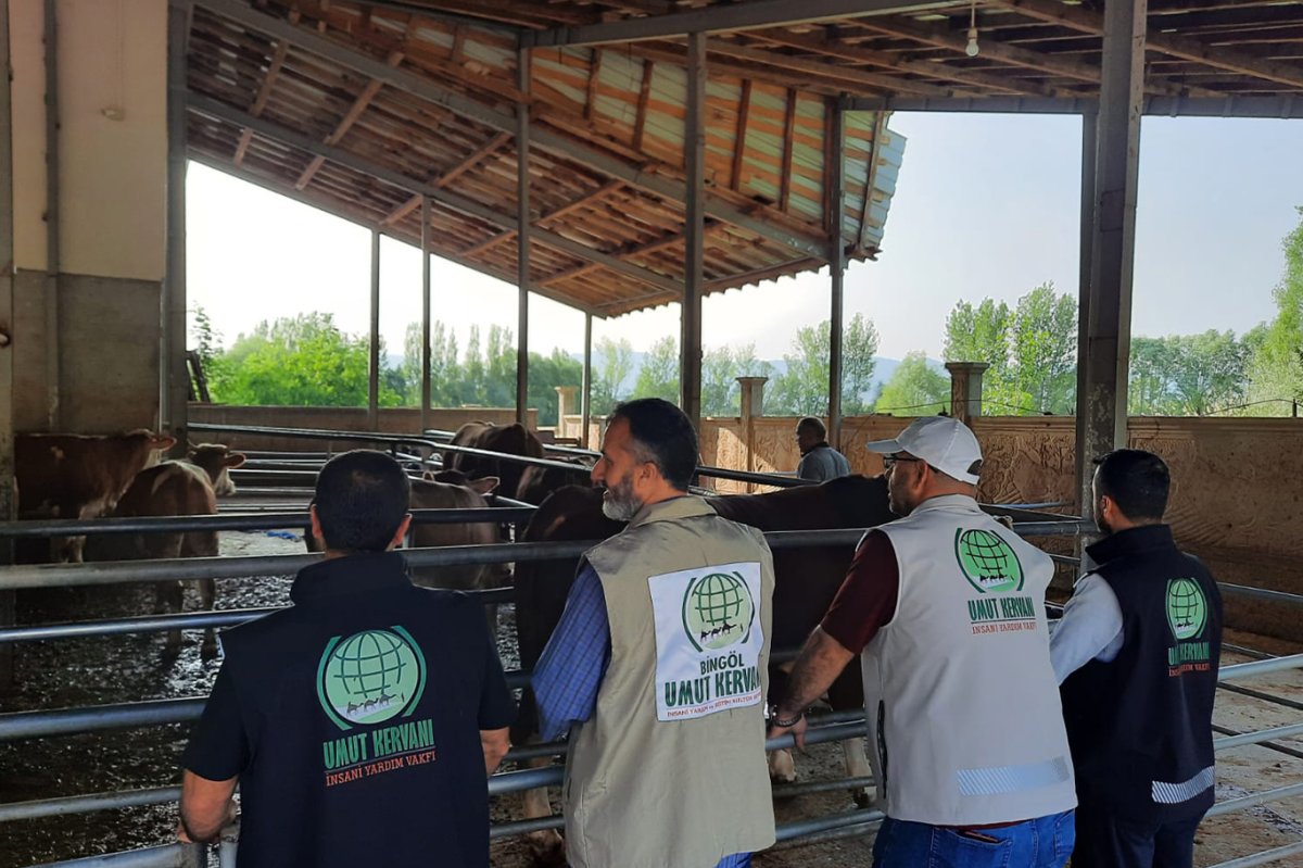 Umut Kervanı, Bingöl'de binlerce aileye kurbanlık ulaştırdı