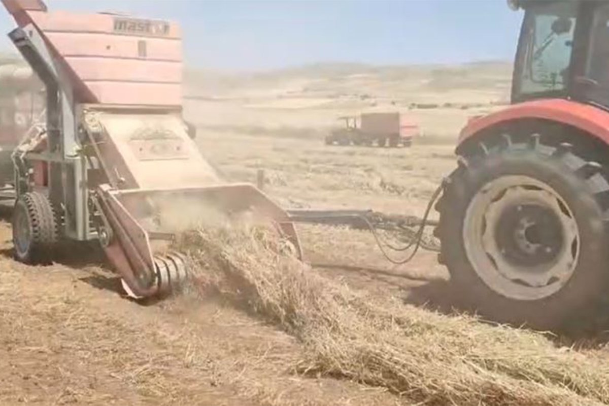 Elazığ Ovası’nda 2025 yılı fiğ hasadı başladı
