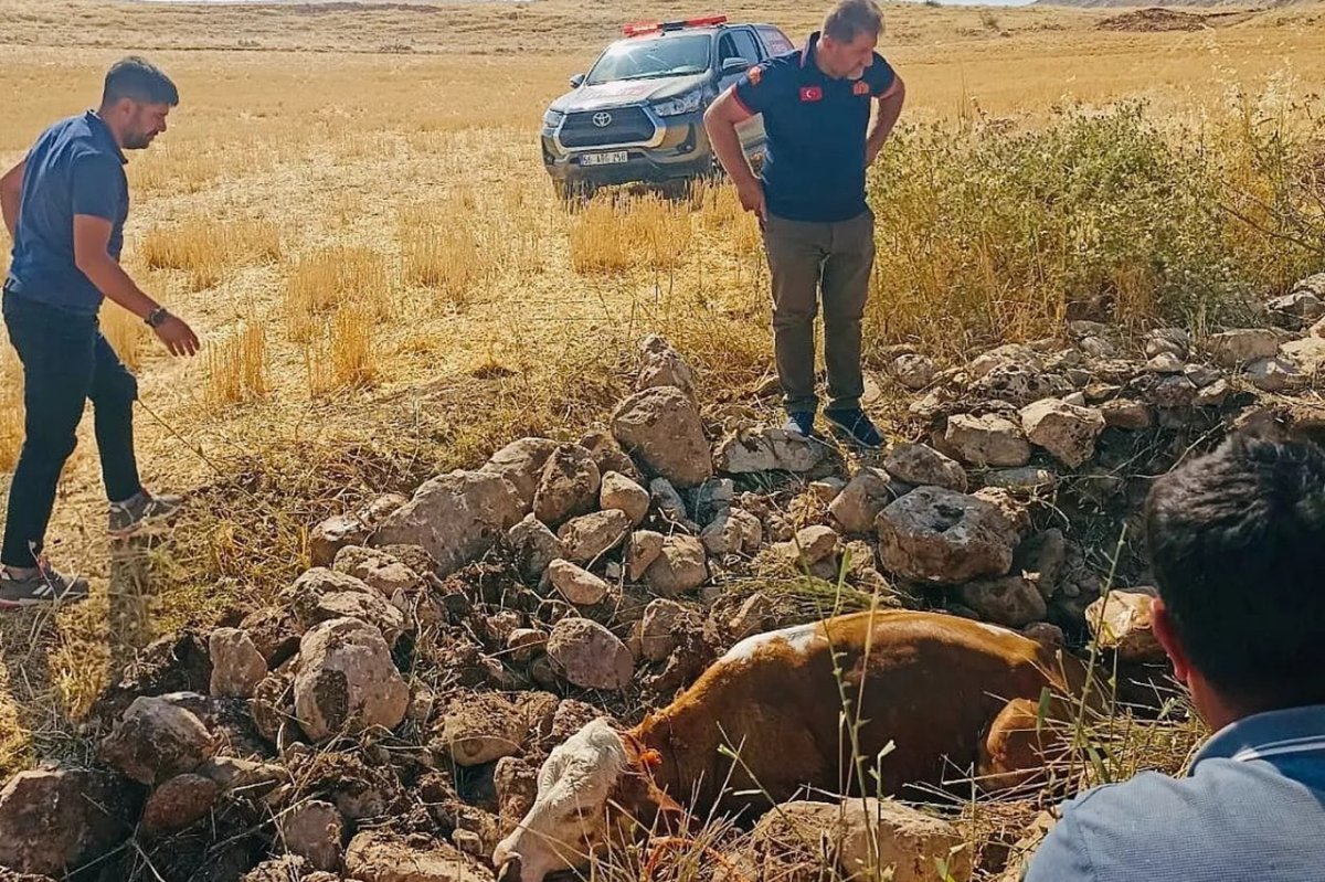 Kuyuya düşen inek kurtarıldı