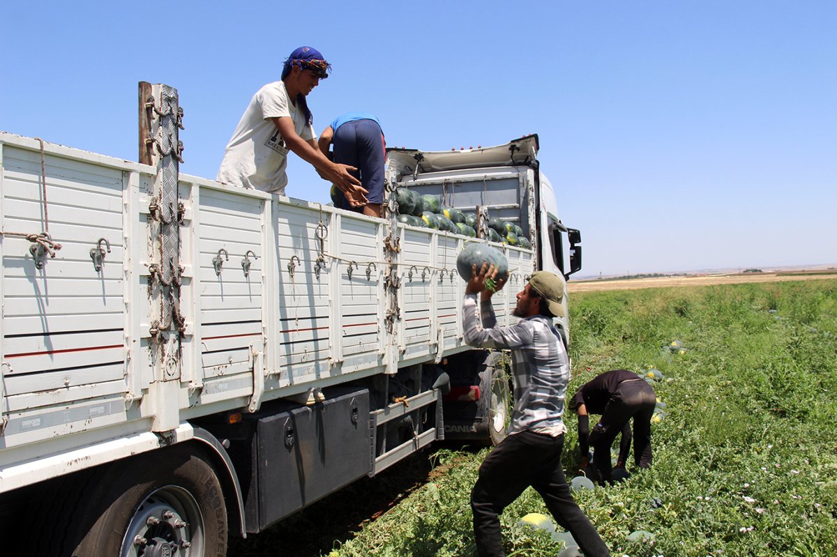 Halep'ten Diyarbakır'a uzanan karpuz yükleme mücadelesi