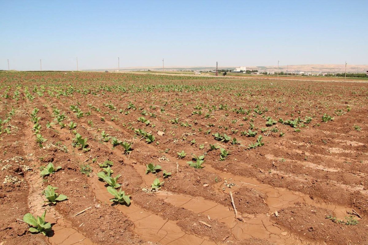 Batman'da kavurucu sıcakta tütün mesaisi: Ekmek parası için çalışıyoruz