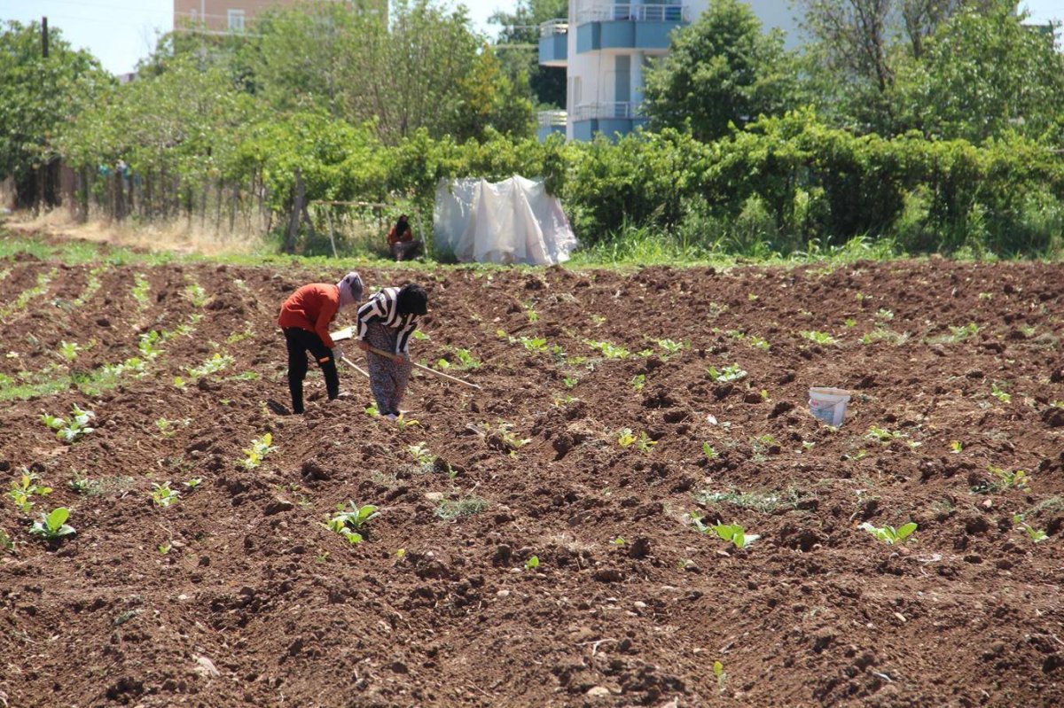 Batman'da kavurucu sıcakta tütün mesaisi: Ekmek parası için çalışıyoruz