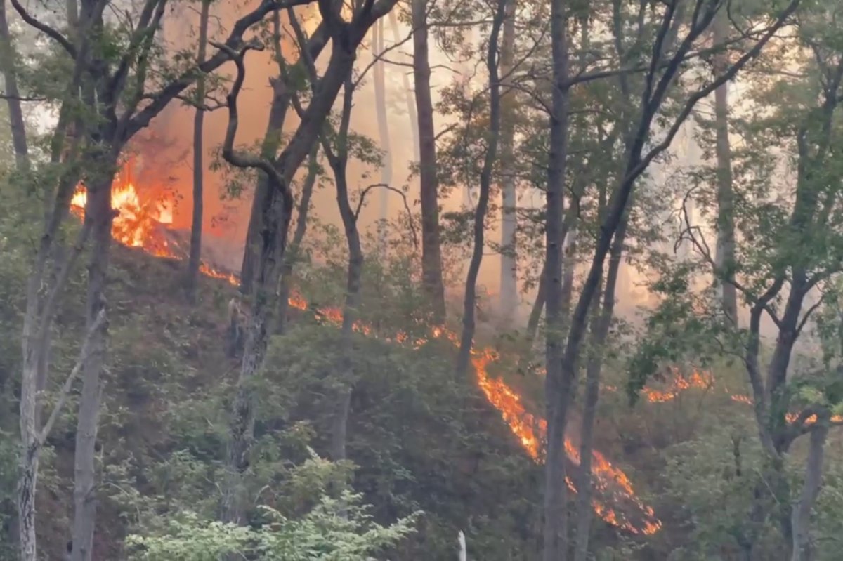 Bayırbucak'ta orman yangınları devam ediyor