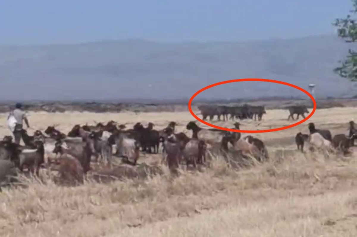 Çınar'da yabani domuz sürüsü görüntülendi