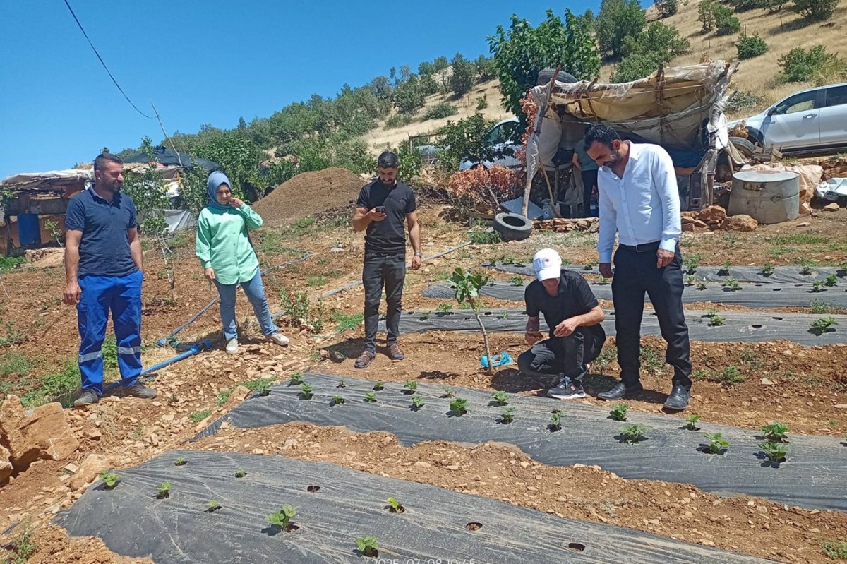Siirt’te bitkisel üretim alanlarında hastalık ve zararlı takibi sürüyor