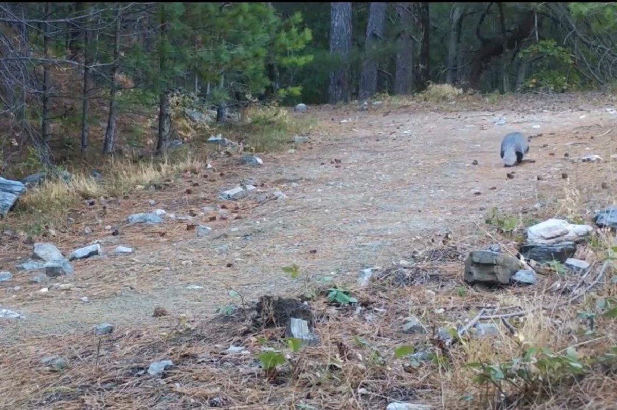 Balıkesir’de nadir rastlanan porsuk fotokapana yakalandı
