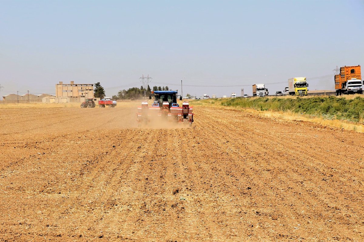 Dicle Elektrik: Yasaklamaya rağmen mısır ekimi su ve enerji kaynaklarında sorunlara yol açıyor