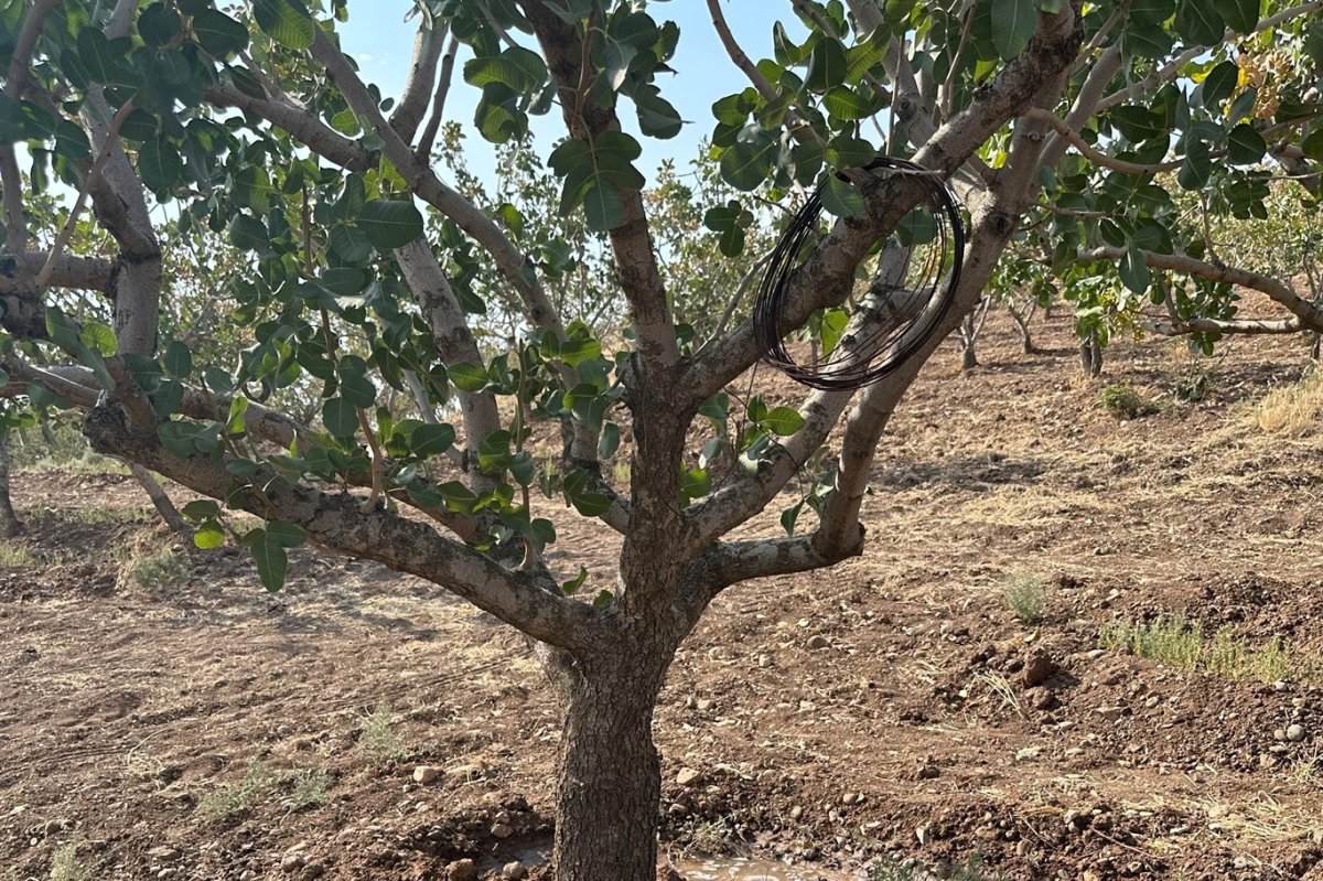Siirt'te fıstık bahçeleri aşırı sıcaklardan etkilendi