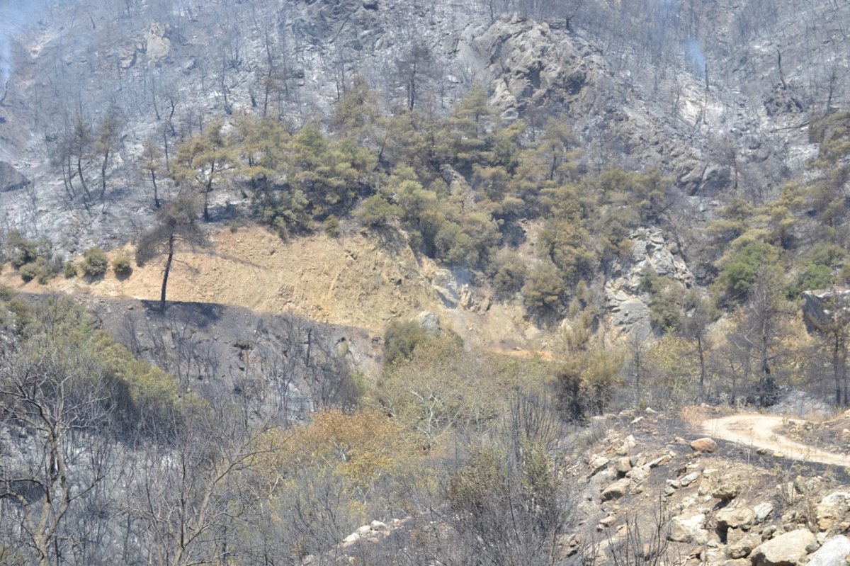 Bursa'daki orman yangını, yaban hayatını da vurdu