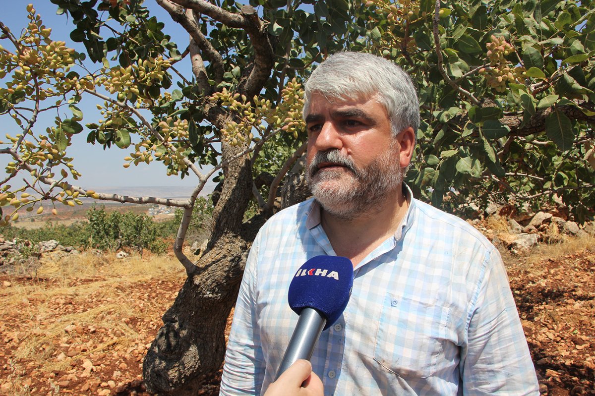 Fıstık üreticisi: Rekolte düşük, fiyatlar iyi