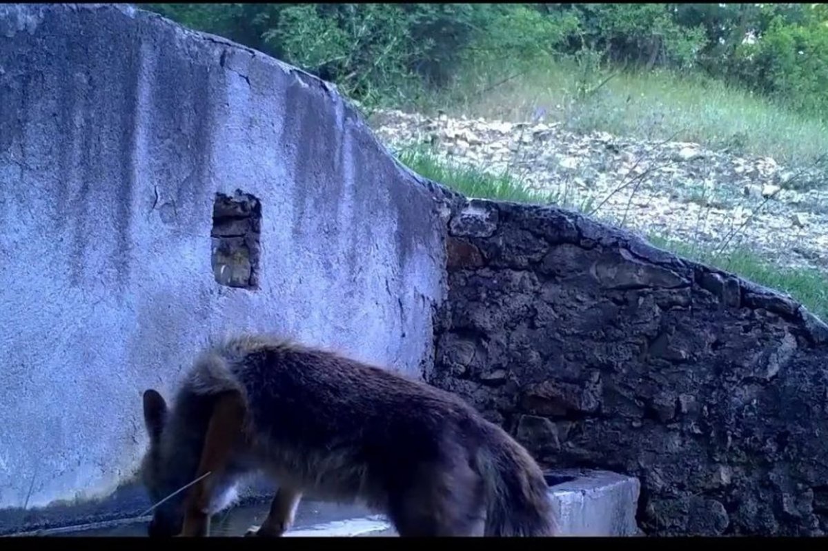 Bursa’da aynı çeşmeden su içen tilki ve sincap, foto kapanla görüntülendi