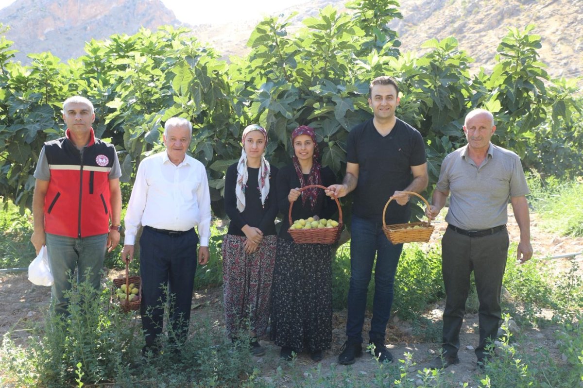 Hasankeyf'te incir hasadı başladı