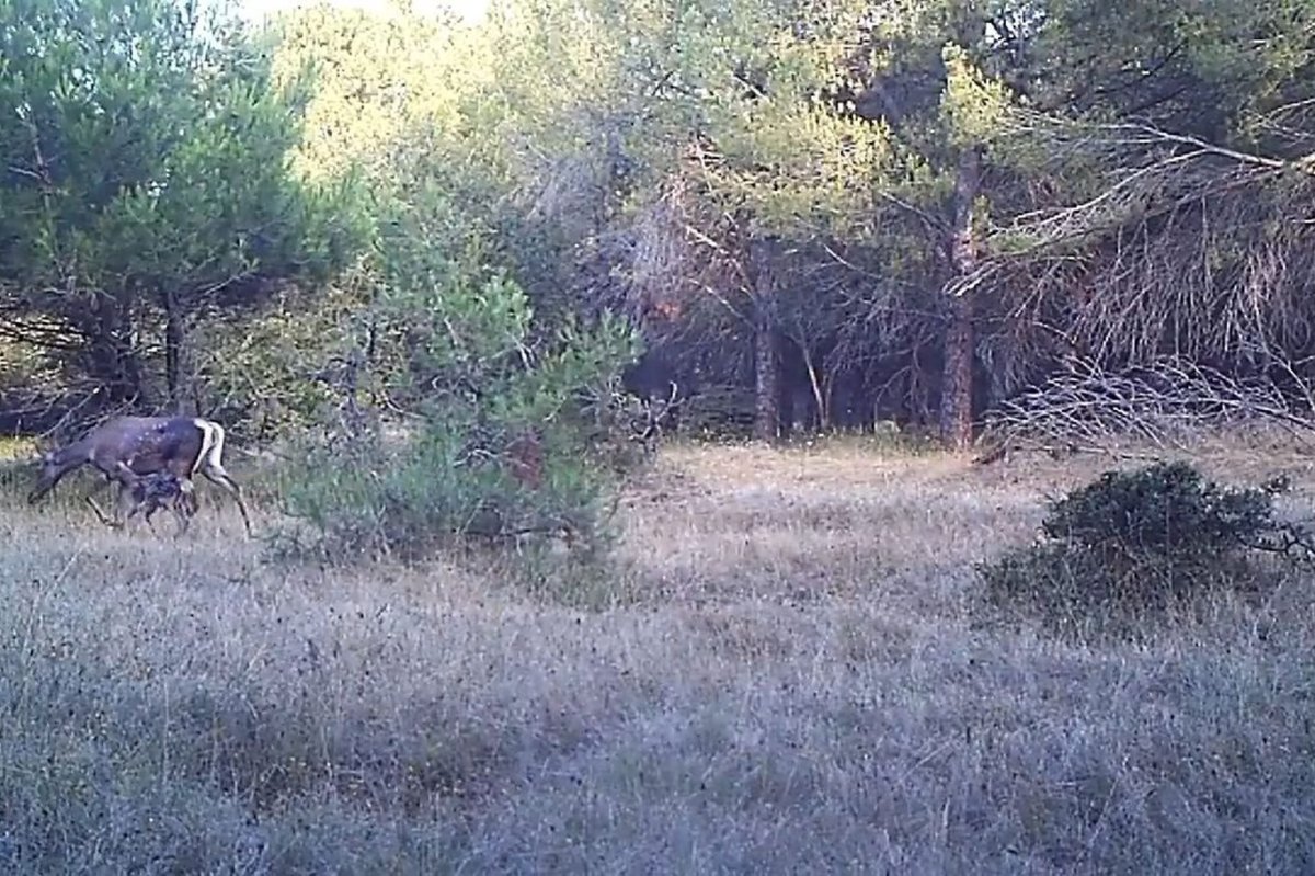 Bursa’da foto kapanla kızıl geyik ve yavrusu görüntülendi