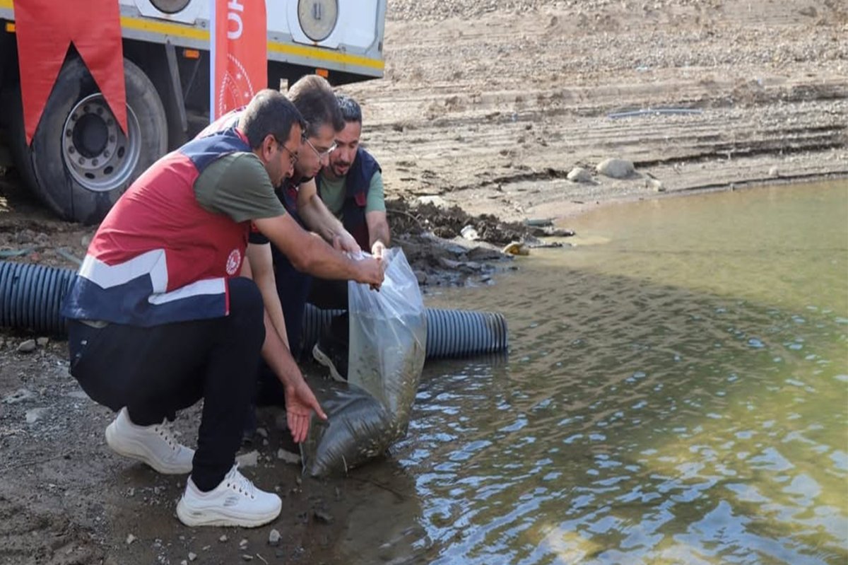 Bingöl’de barajlara 1 milyon 470 bin sazan yavrusu bırakıldı