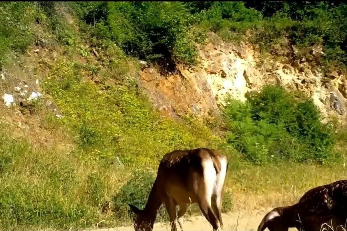 Bursa'da İki farklı kızılgeyik ailesi, foto kapanla görüntülendi