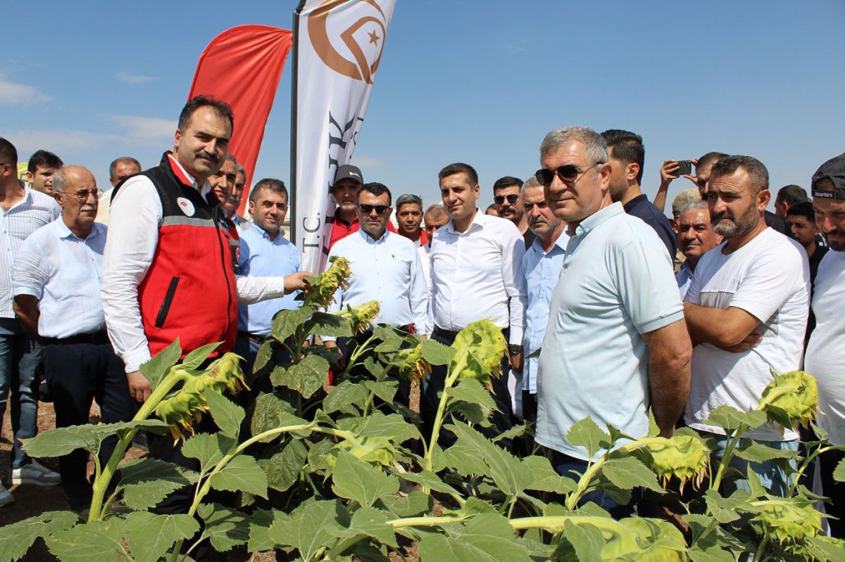 Yağlık ayçiçeği tarlasında "tarla günü etkinliği" düzenlendi