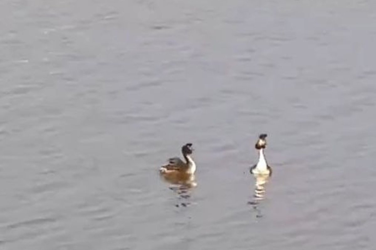 Doğanın zarif kuşu Bahri (Podiceps cristatus) objektiflere yansıdı