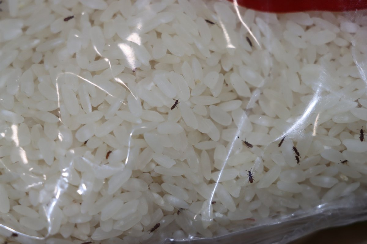 Şanlıurfa’da marketlerde kurtlanmış pirinç ve tarihi geçmiş yüzlerce ürün ele geçirildi
