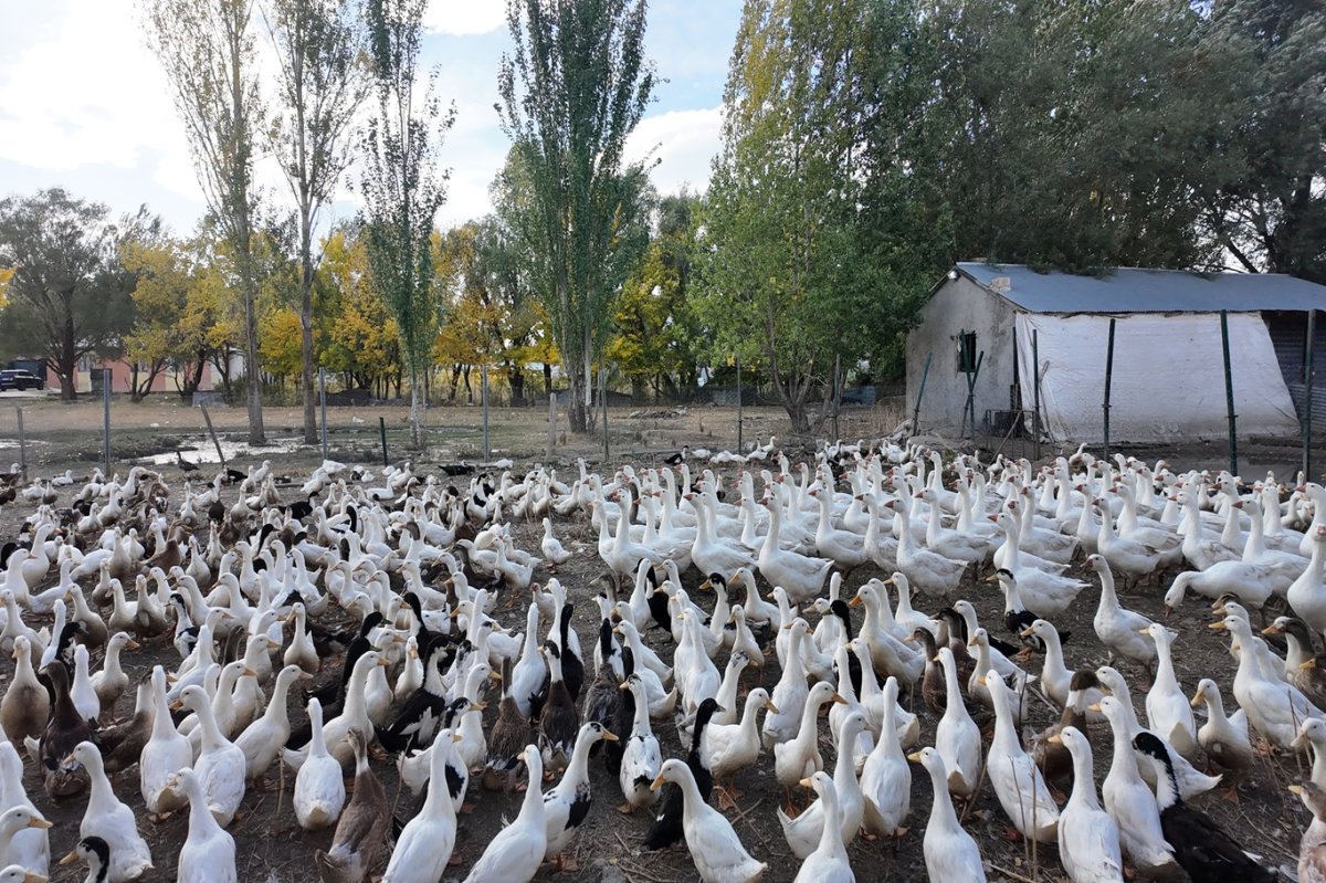 Beslediği kanatlı hayvanlarla kurduğu sıcak bağ tebessüm ettiriyor