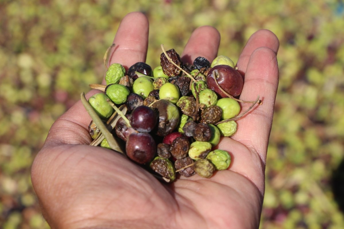 Mardin'de zeytin hasadı başladı: Kuraklık, rekolteyi vurdu