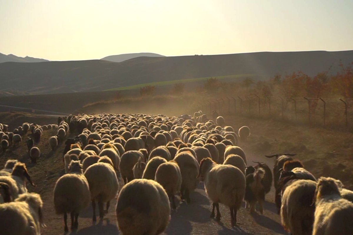 Göçerlerin zorlu kış yolculuğu başladı