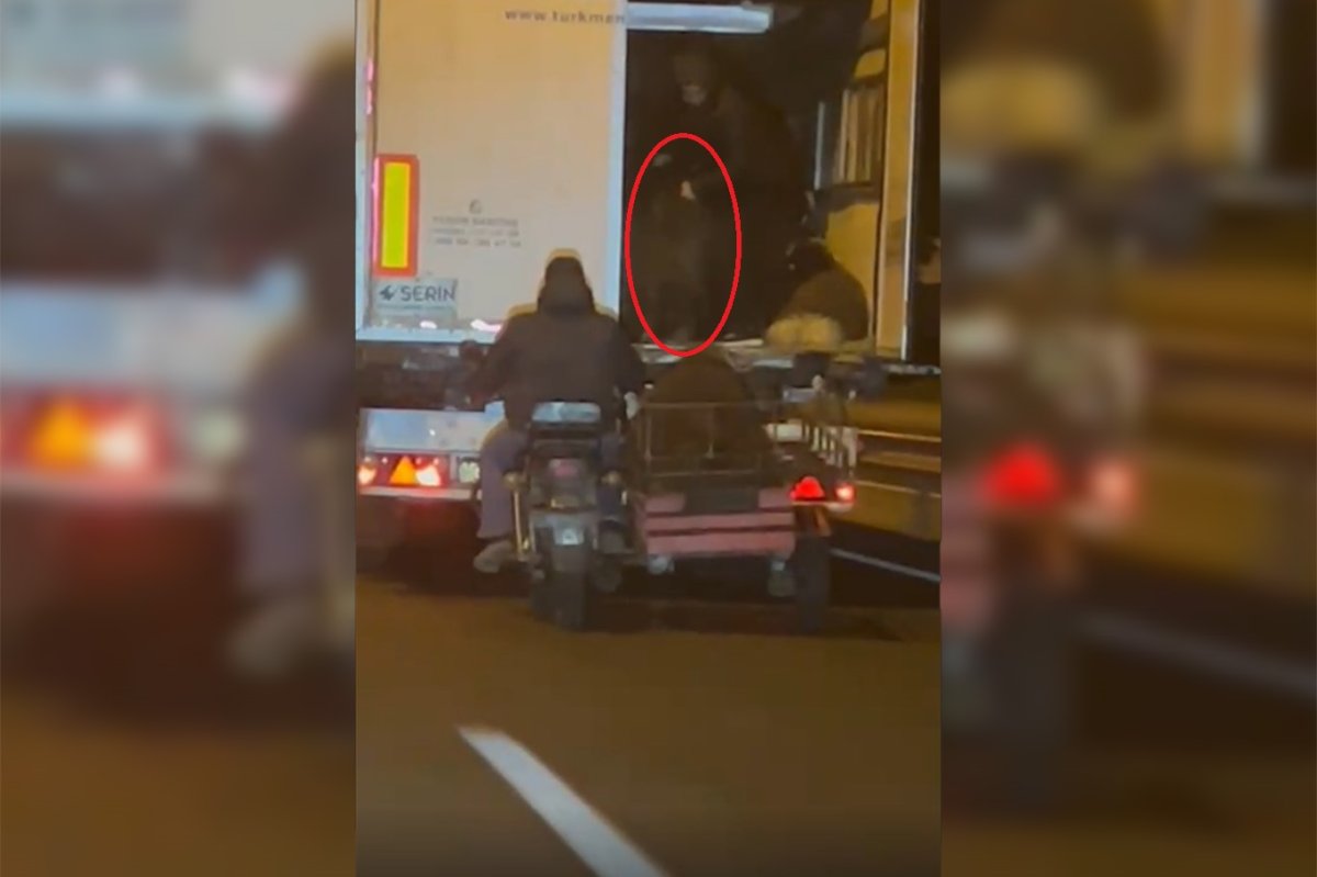 Hareket halindeki araçtan koyun çalan hırsızlar kameralara yakalandı