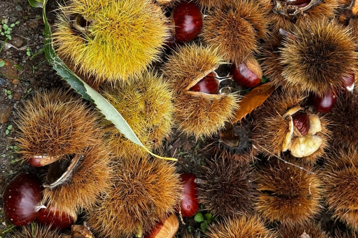 İzmir’de kestane hasadı: 240 ton ürün elde edildi