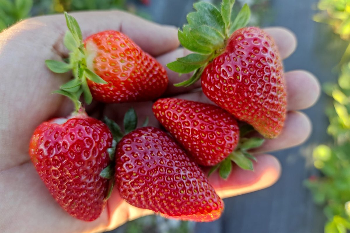 Batman'da yılın son çilek hasadı başladı