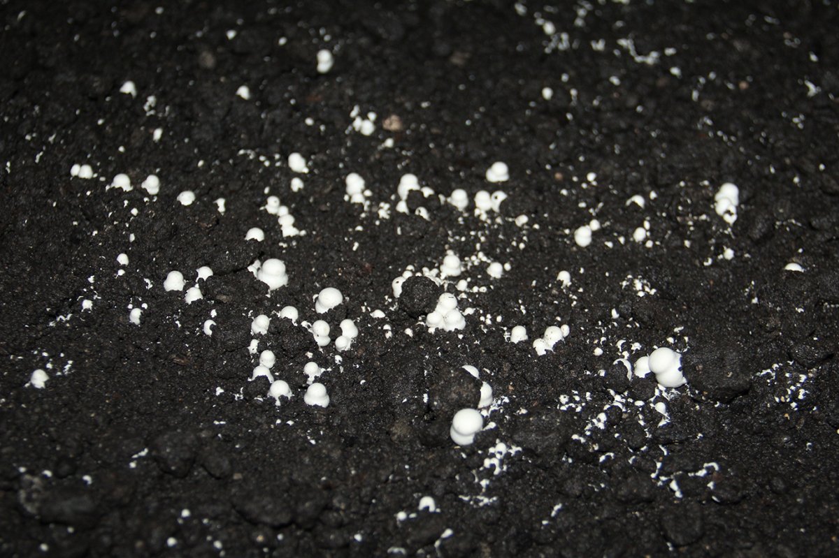 Batman'da eski inşaat işçisi kendi kültür mantarı tesisini kurdu