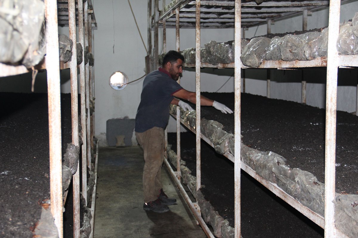 Batman'da eski inşaat işçisi kendi kültür mantarı tesisini kurdu