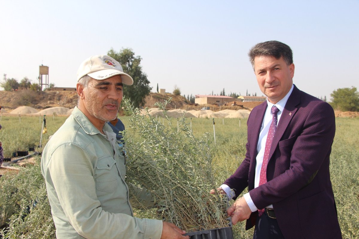 Mardin’de yaklaşık bir yılda üretilen 2 milyon tuz çalısı fidanı, 15 ile gönderiliyor