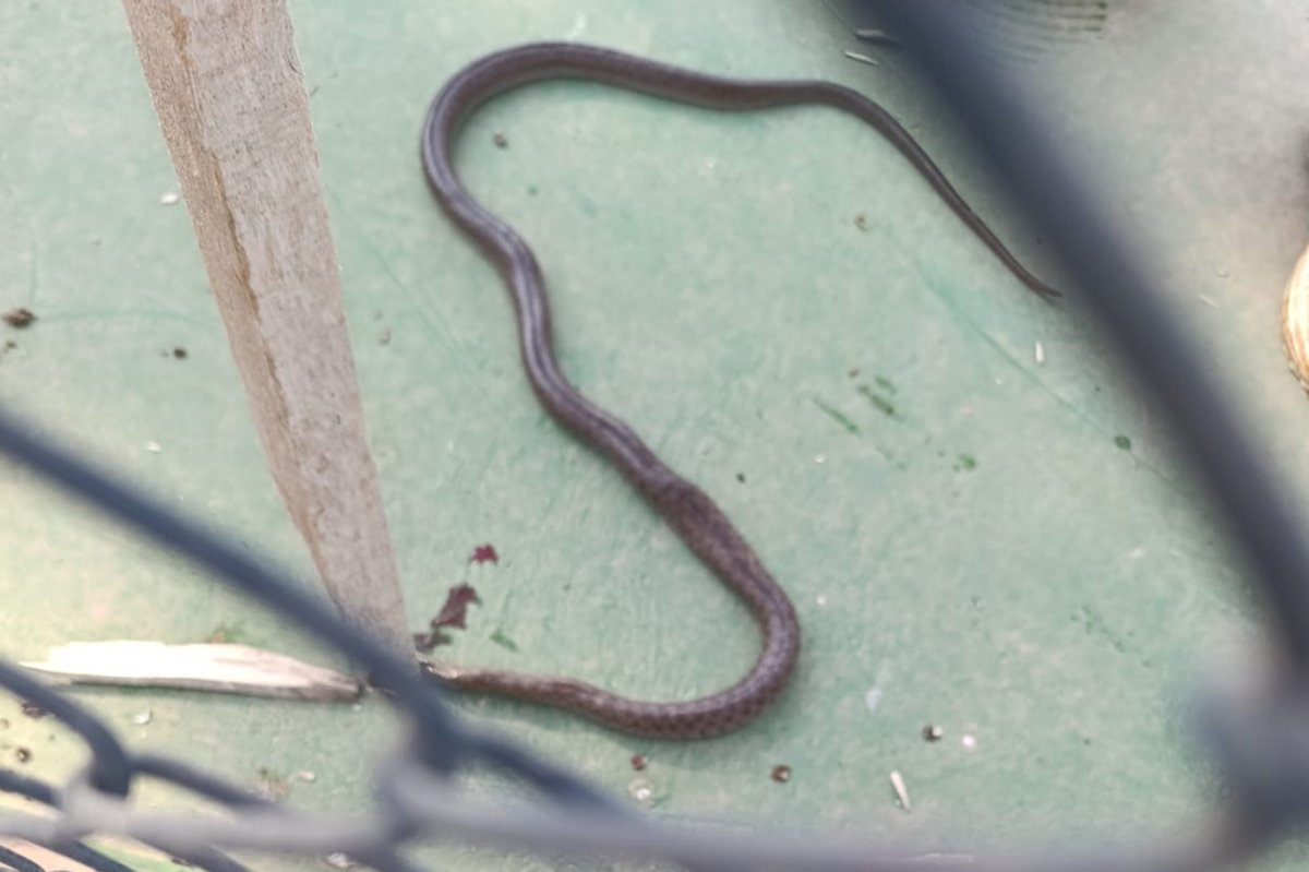 Batman'da lüks sitenin bahçesinde yılan paniği