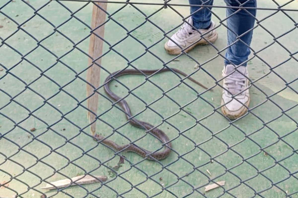 Batman'da lüks sitenin bahçesinde yılan paniği