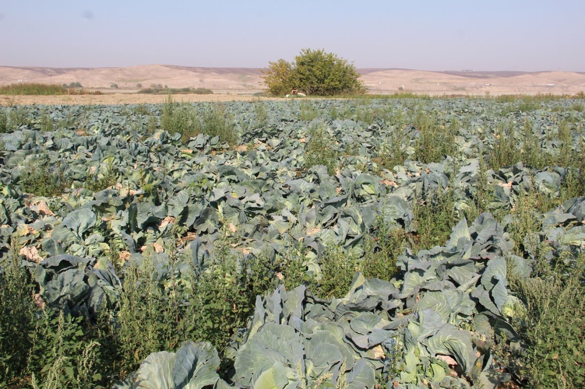Çiftçiler: Ürün verimli ama fiyatlar yüzünden zarar ediyoruz