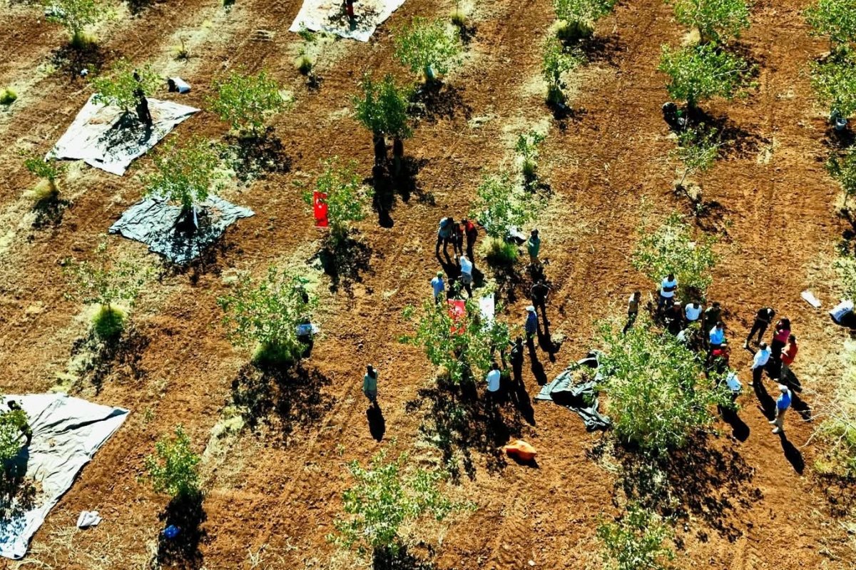 Şırnak'ta fıstık hasadı: Fıstık bahçeleri üreticilere yeni gelir kapısı açtı