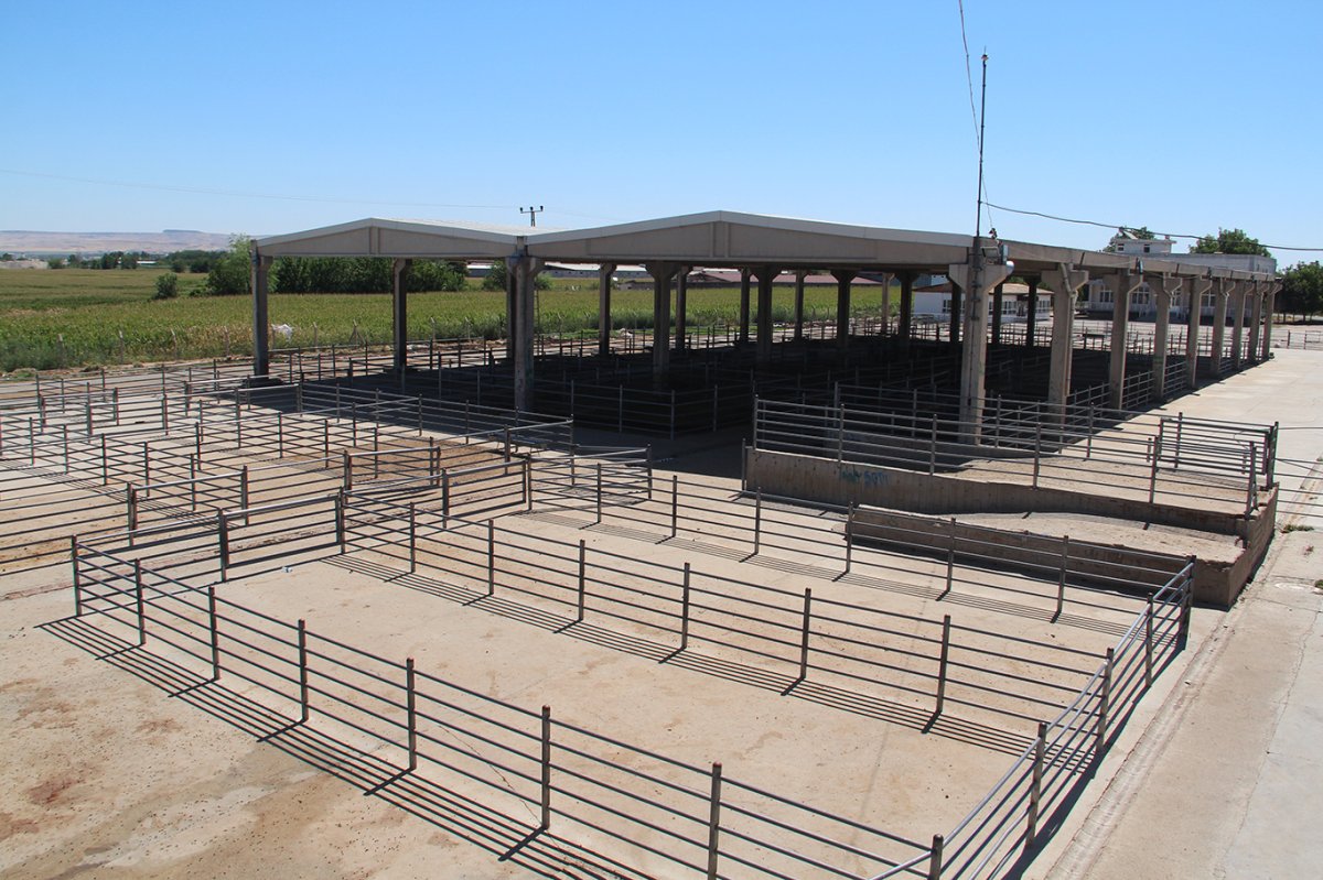 Batman'da hayvan pazarı yeniden açıldı