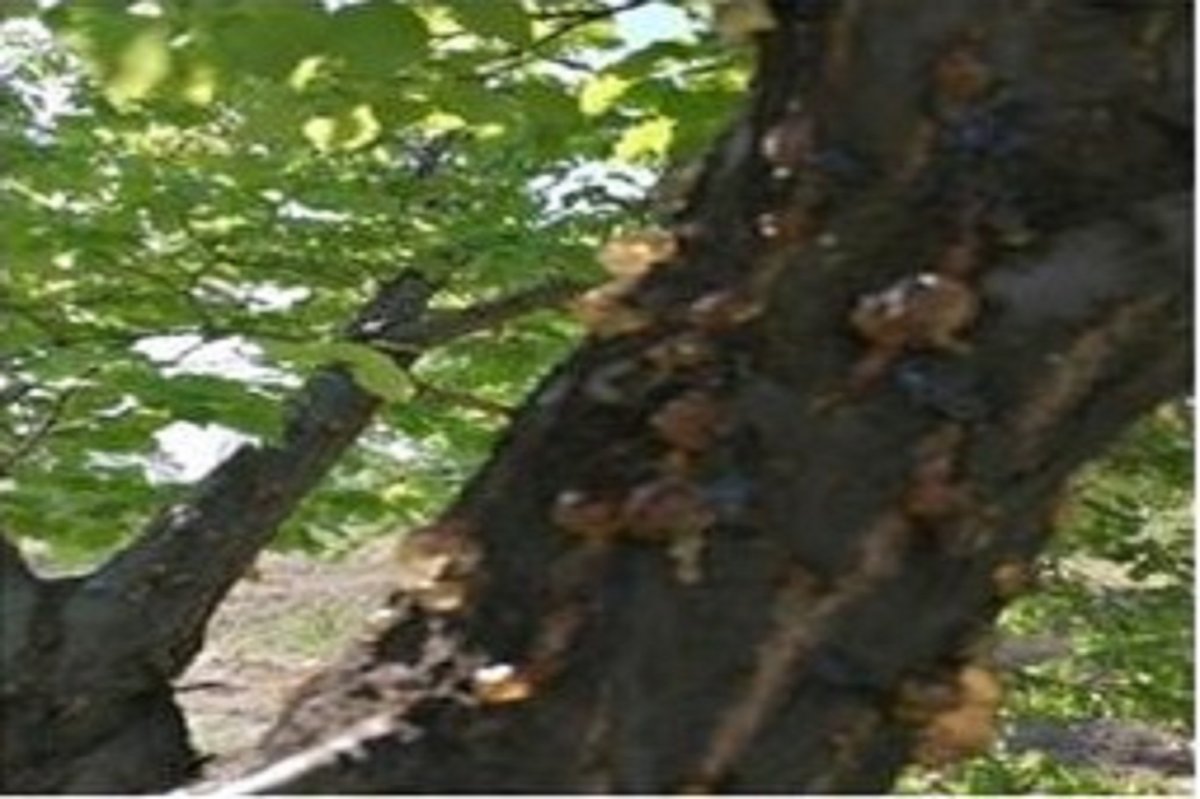 Malatya İl Tarım ve Orman Müdürlüğü'nden kayısı üreticilerine sonbahar uyarısı