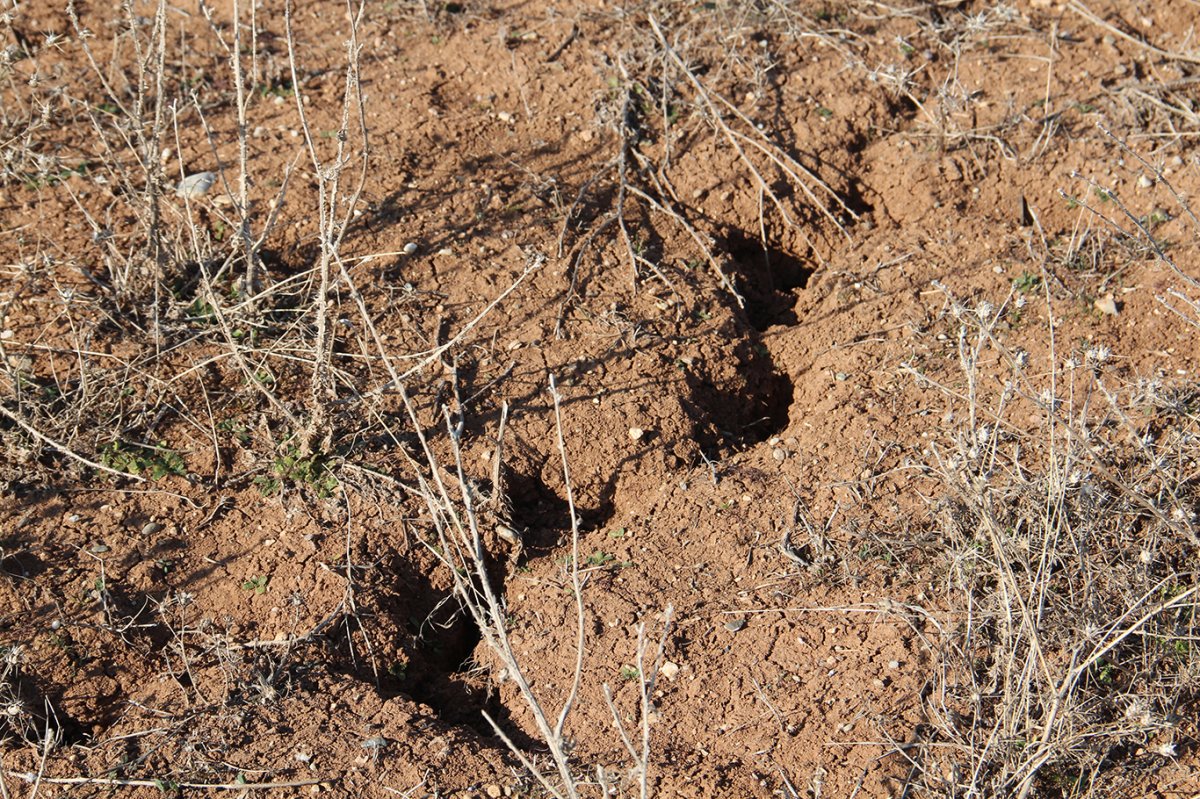 Ziraat Odası Başkanı Aydiş: Çiftçi tarlaya giremiyor, kuraklık büyük tehdit oluşturuyor