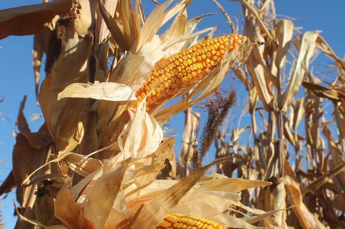 Mardin Hububatçılar Derneği Başkanı Öter: Çiftçinin kuru alanı işleyecek cesareti kalmadı