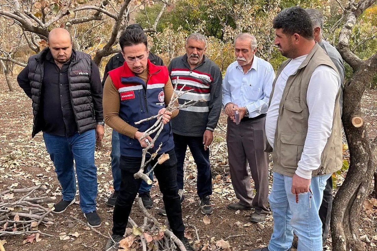 Üreticilere Siirt fıstığında doğru budama eğitimi