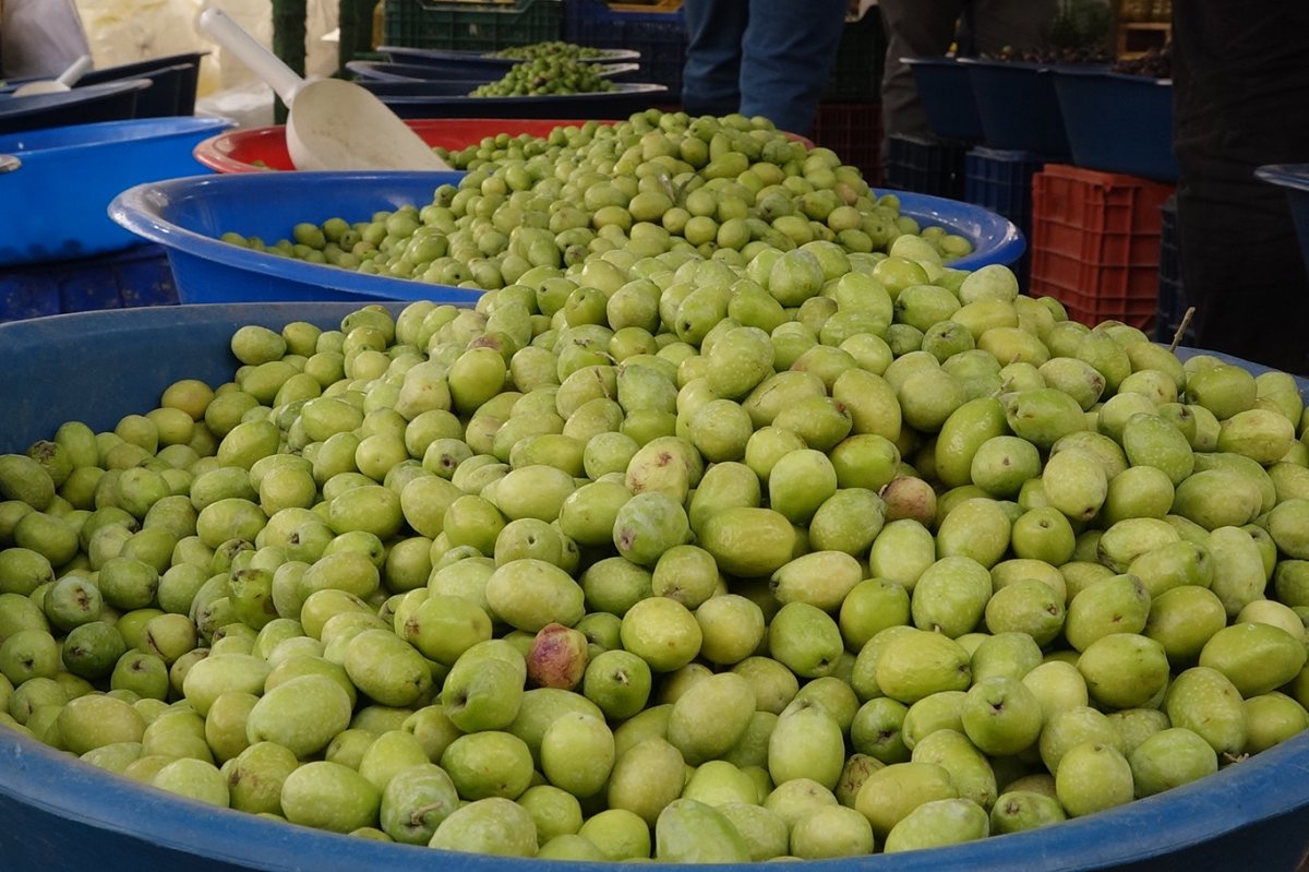 Yeni mahsul zeytin sezonu açıldı