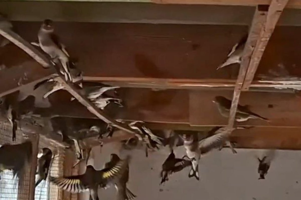 Bursa’da kaçak av operasyonu: İki şahsa 415 bin TL ceza