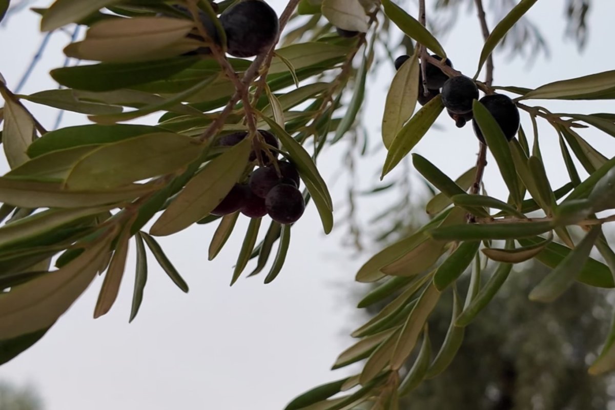 Bilim tarlaya indi: Üniversiteden köylüye uygulamalı zeytin hasadı eğitimi