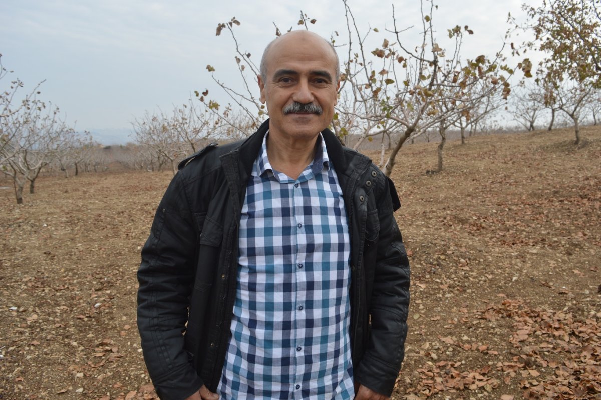 Siirt Fıstığında yanlış budama hem verimi bitiriyor hem zararlıları davet ediyor