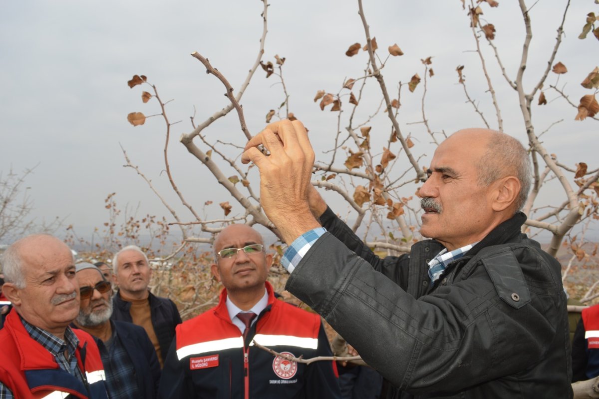 Siirt Fıstığında yanlış budama hem verimi bitiriyor hem zararlıları davet ediyor