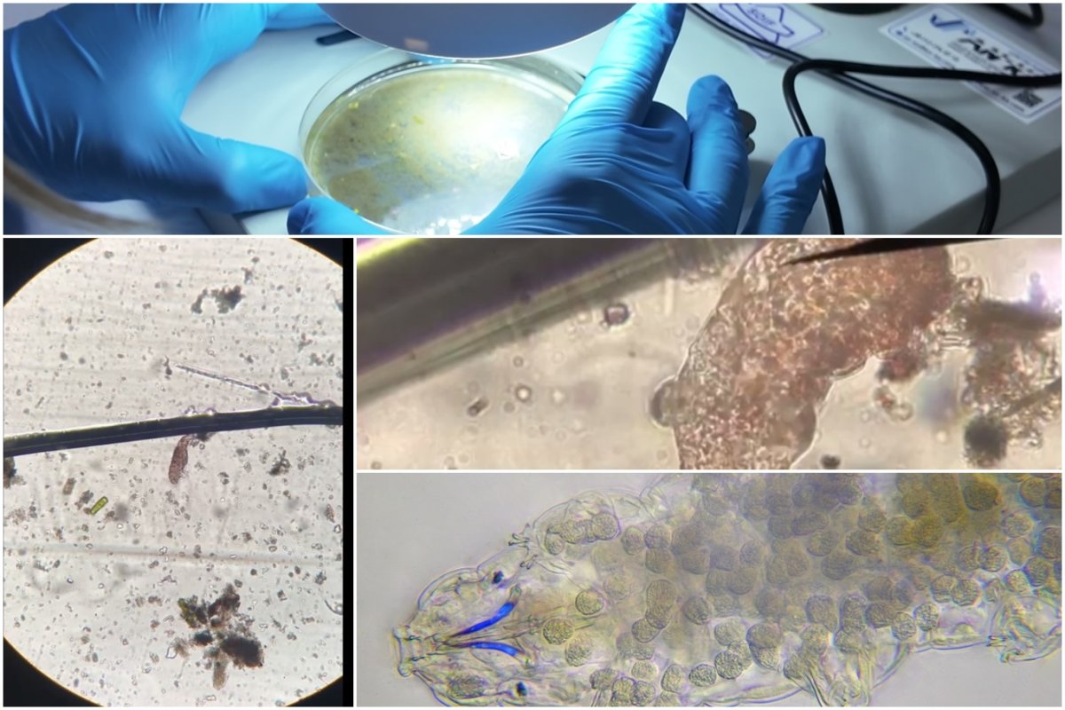 Tardigratlar insanlığın geleceğine ilham kaynağı oluyor