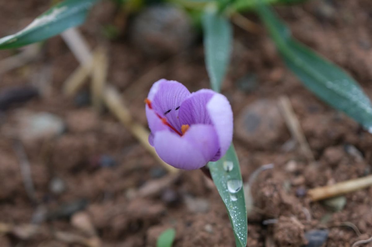 Dünya kayısı başkenti Malatya'da safran üretimi