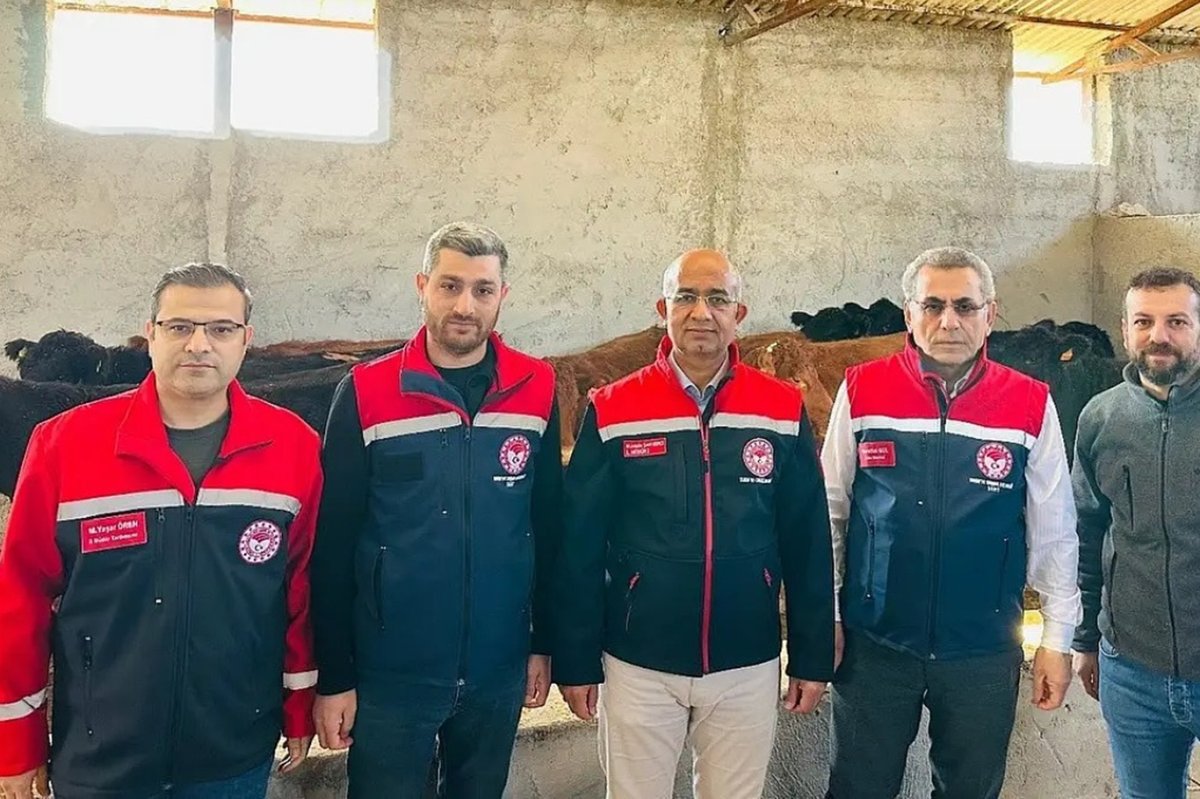 Siirt’te üreticiye destek amaçlı 48 angus gebe düve teslim edildi