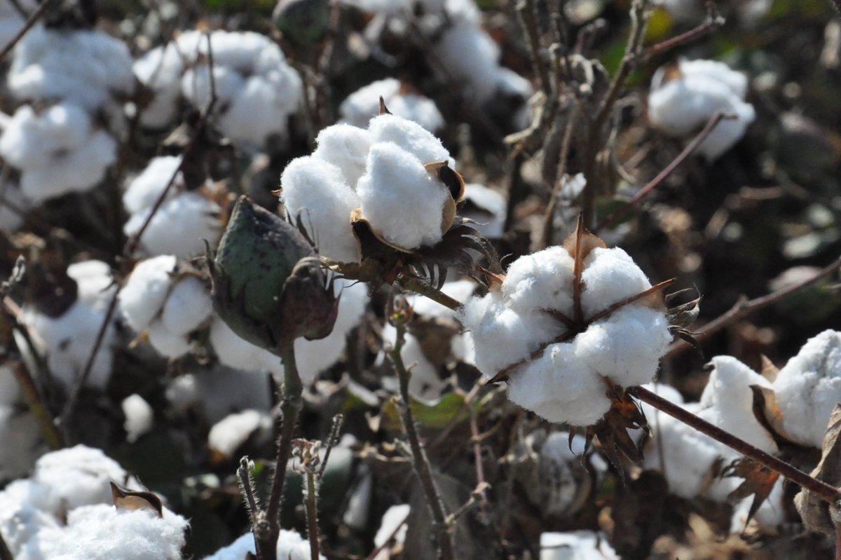 Çitçiler emeğinin karşılığını istiyor: Destek artarsa pamuk alanları büyüyecek